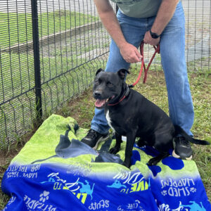 Custom Dog Blankets