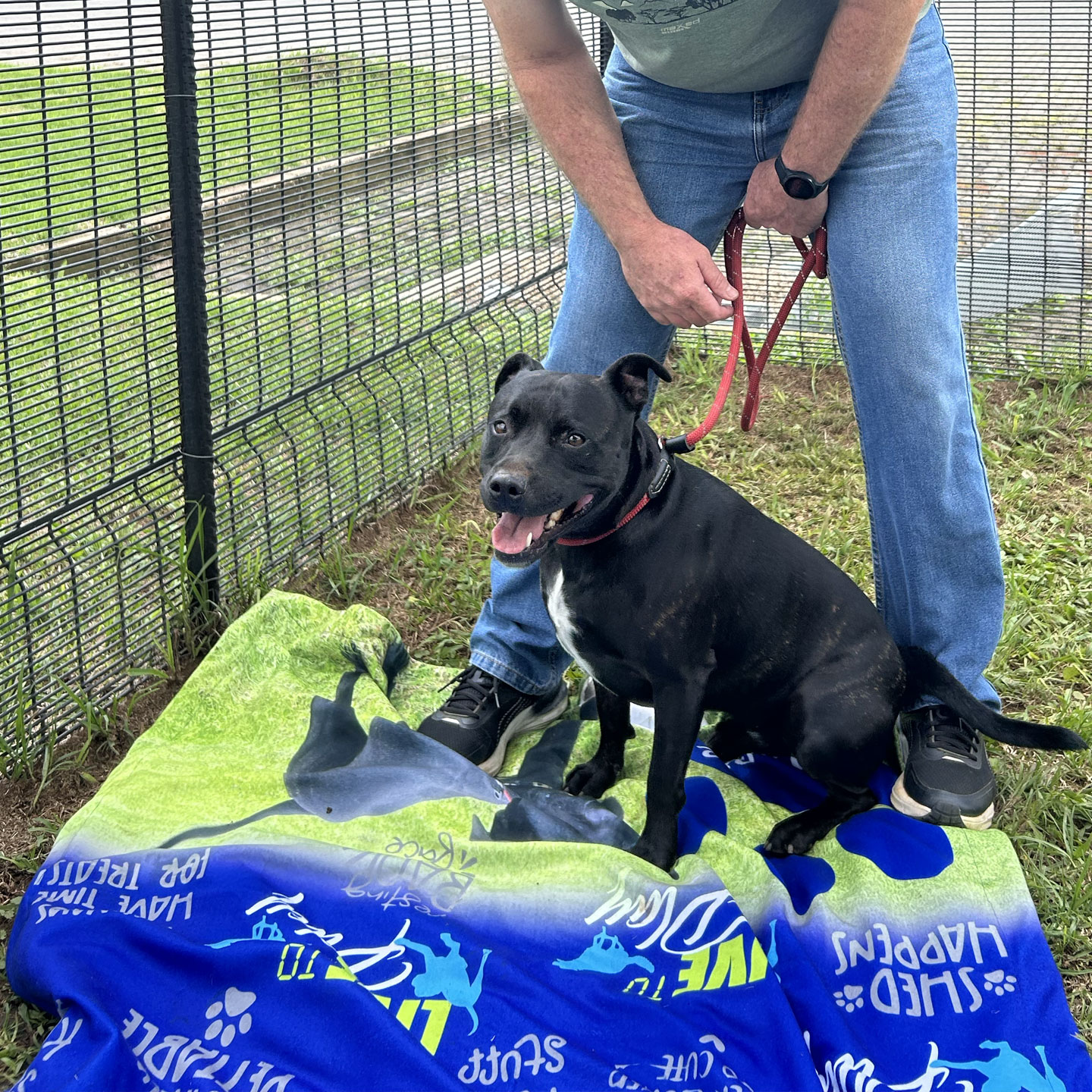 Custom Dog Blankets